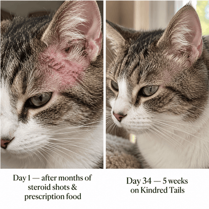 Kindred Tails Liquid Premium Liquid Collagen For Cats